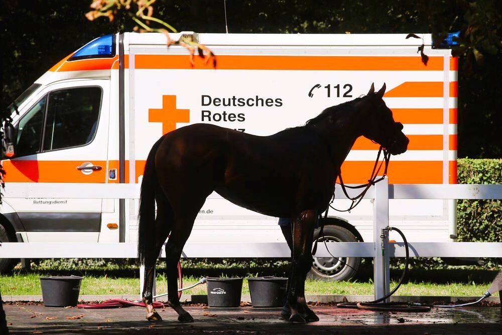 Turnierpferd stirbt auf der Autobahn! Schwerer Unfall auf der A1 - Pferd überlebt Kollision nicht