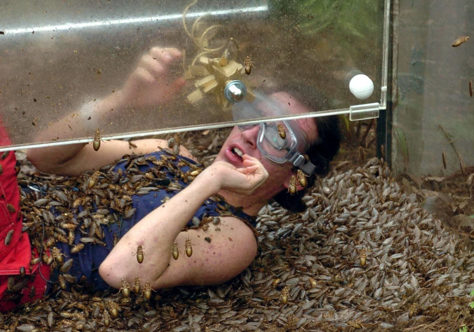 Daniel Küblböck - neue Enthüllungen! Hat ihn das Dschungelcamp für immer geschädigt?